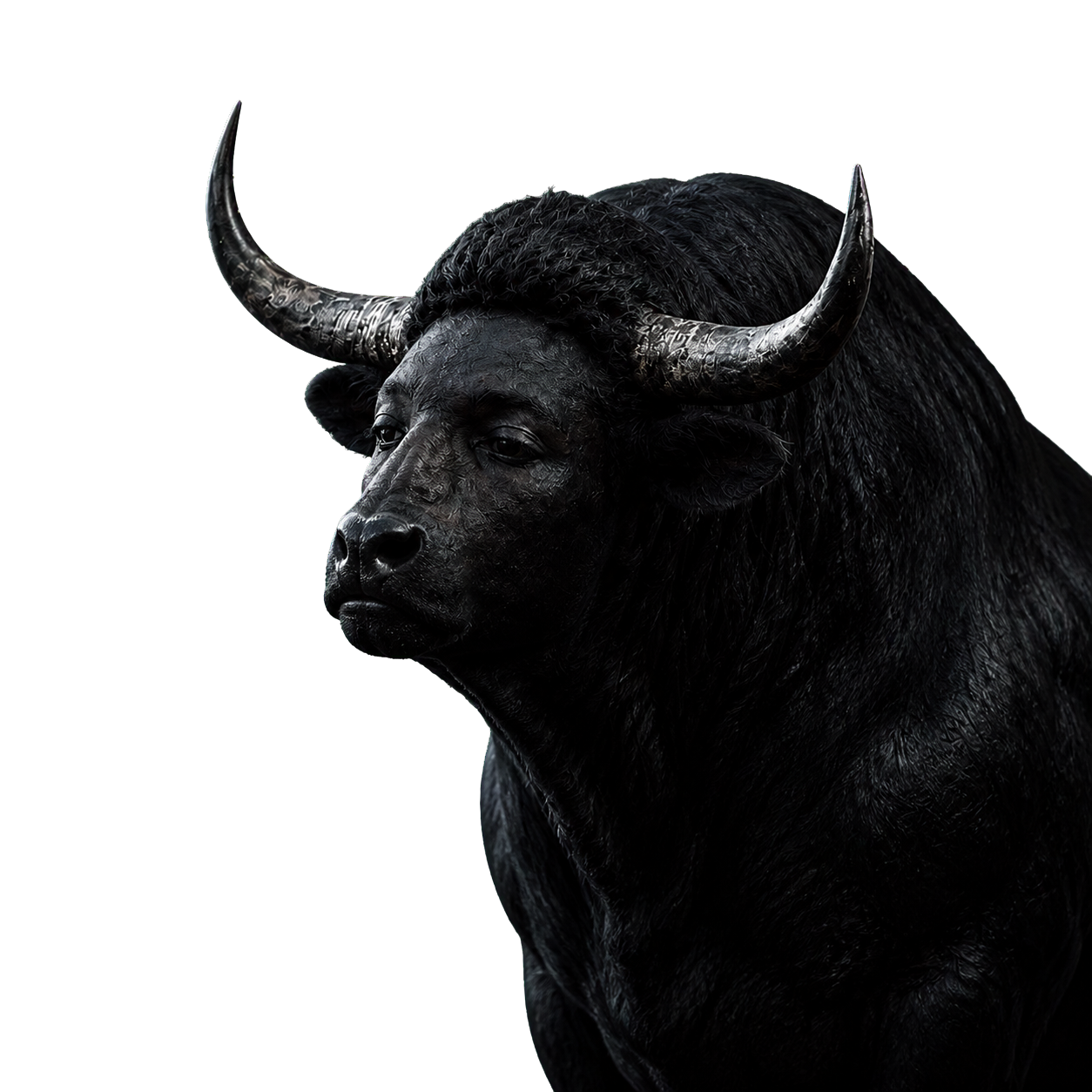 ANSLAS black bull